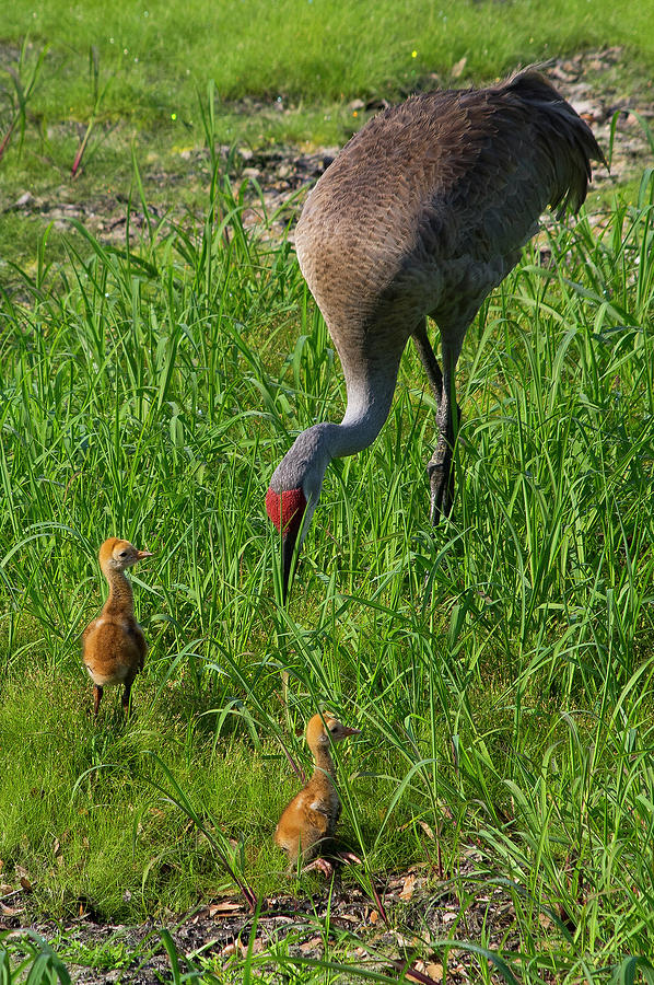 Bird Photograph - Sandhill Crane and babies 2 by Richard Rizzo