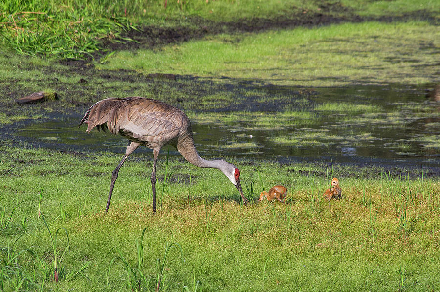 Sandhill Crane and babies 3 Photograph by Richard Rizzo