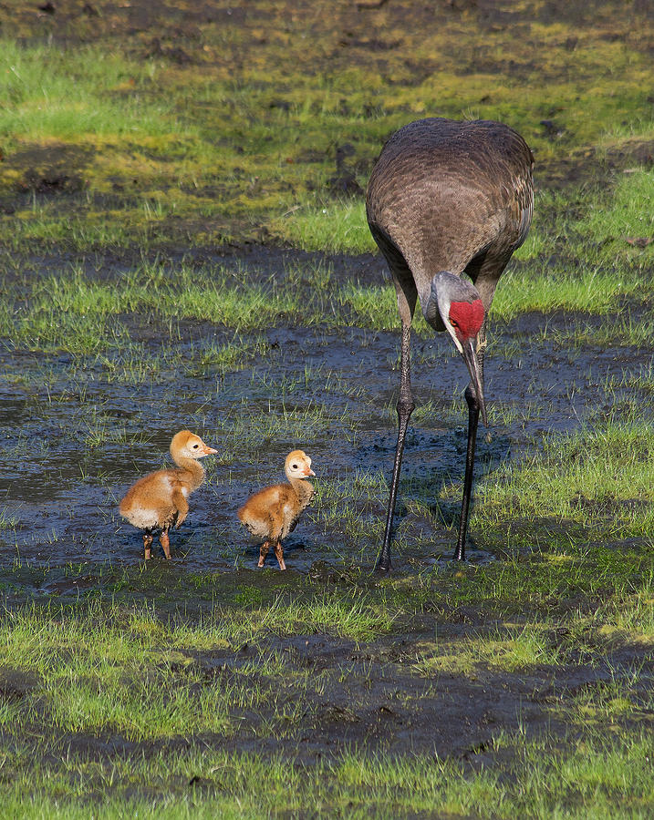 Bird Photograph - Sandhill Crane and babies by Richard Rizzo
