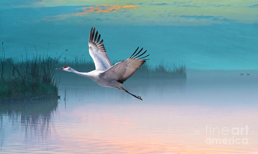 Bird Photograph - Sandhill Crane and Misty Marshes by Laura D Young