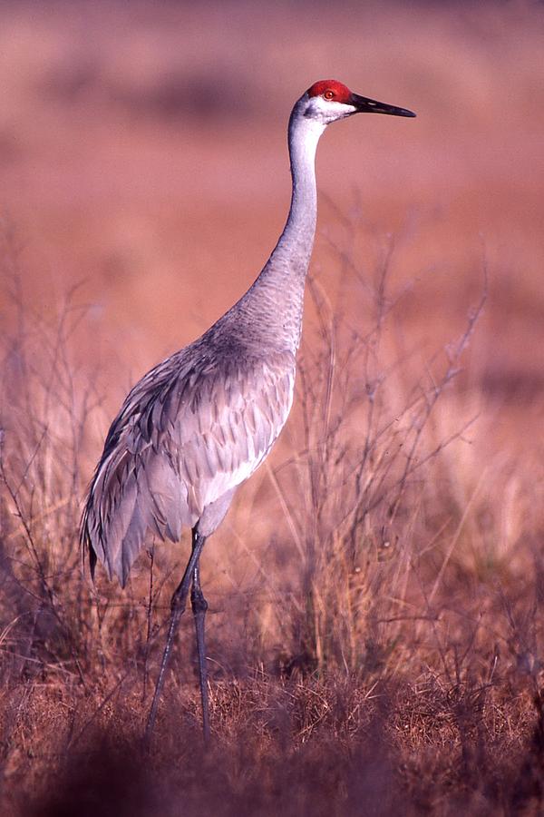 Sandhill Crane at Attention Photograph by Jack Cushman