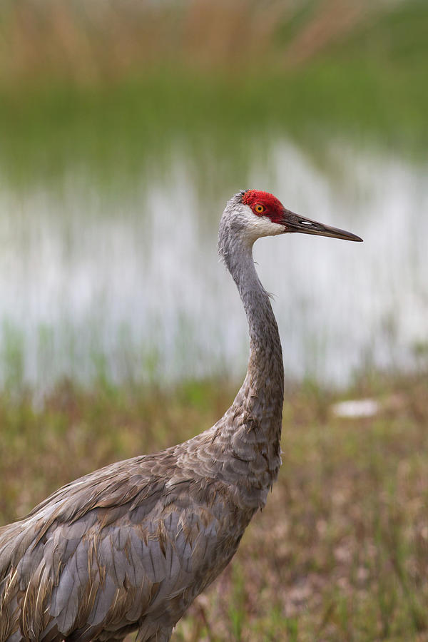 Sandhill Crane At Clearwater Lake #2 Photograph