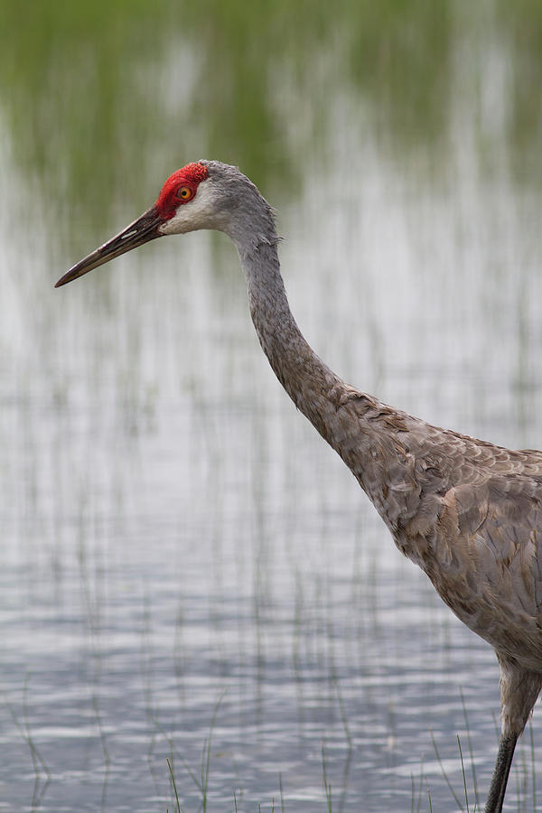 Sandhill Crane at Clearwater Lake Photograph by Paul Rebmann