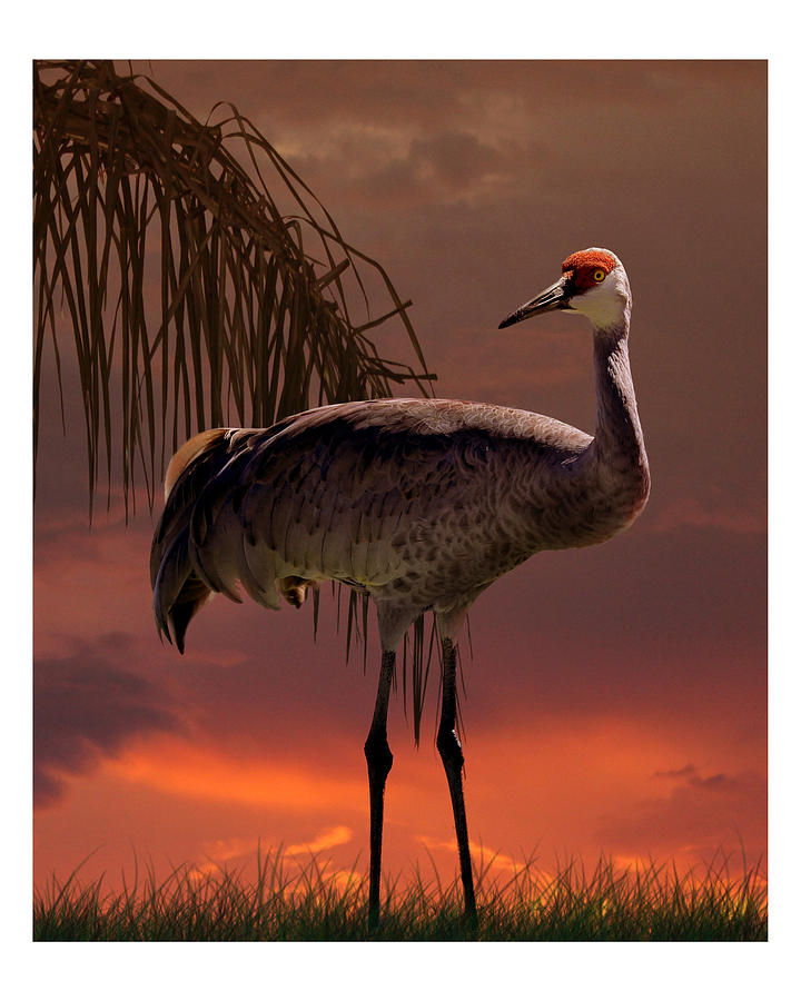 Animal Digital Art - Sandhill Crane at Sunset by Vic DeSantis