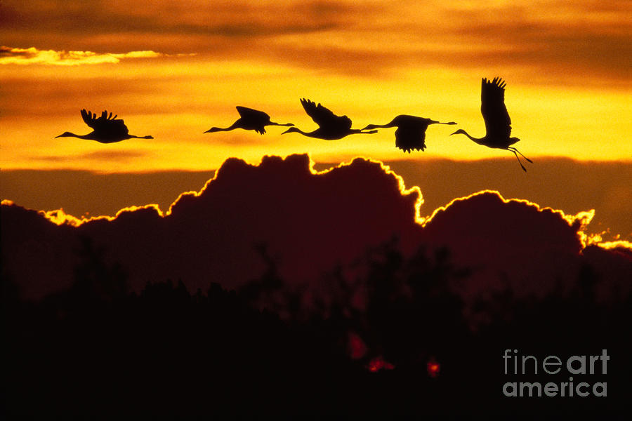Sandhill Crane At Sunset Photograph by John Hyde - Printscapes