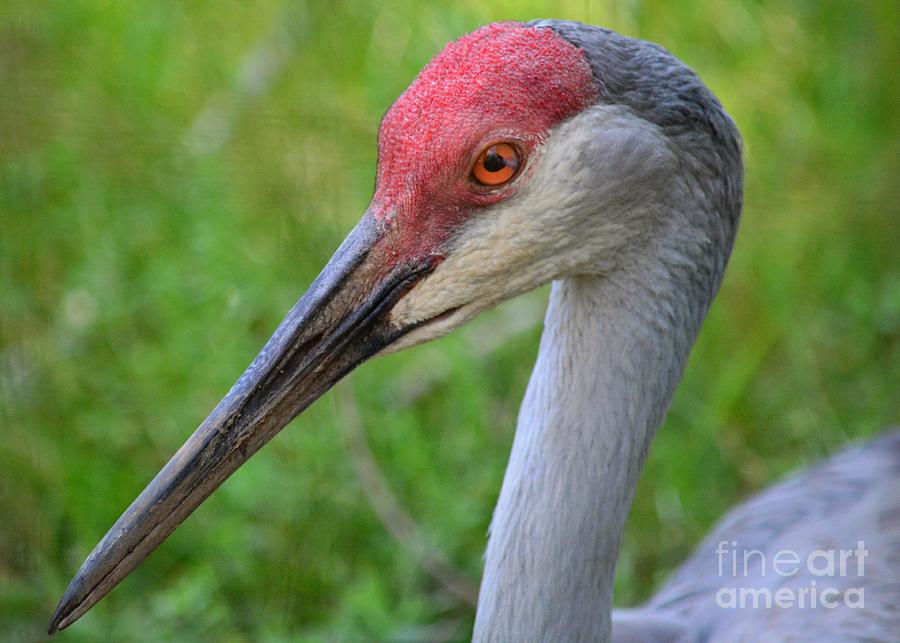 Sandhill crane Photograph by Barry Bohn
