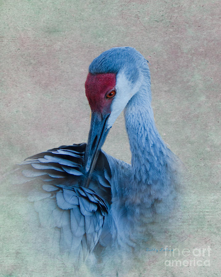 Crane Photograph - Sandhill Crane by Betty LaRue