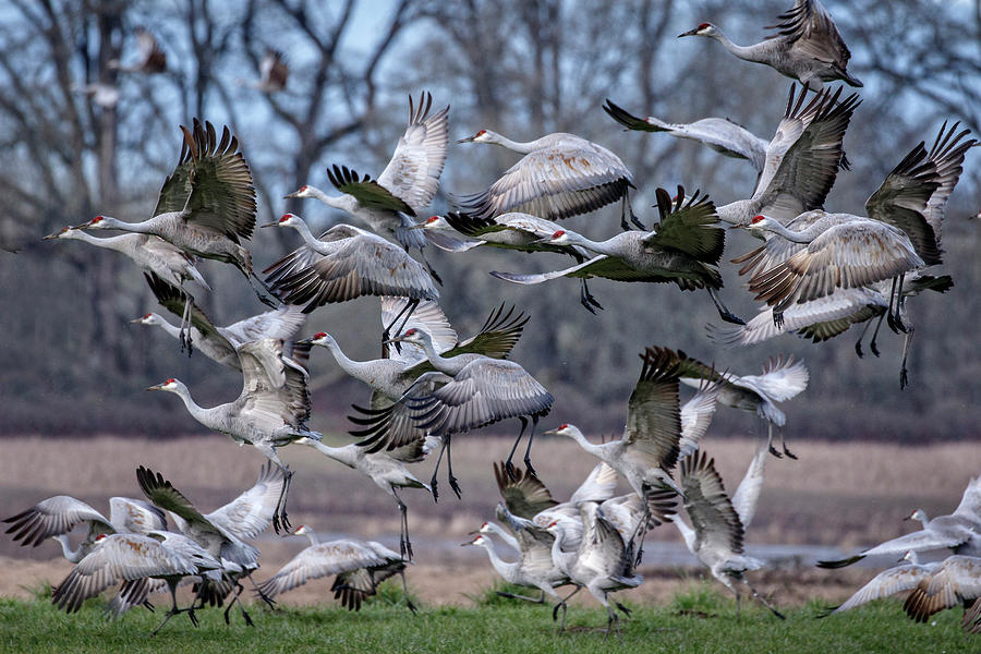 Sandhill Crane Blast Off Photograph by Wes and Dotty Weber
