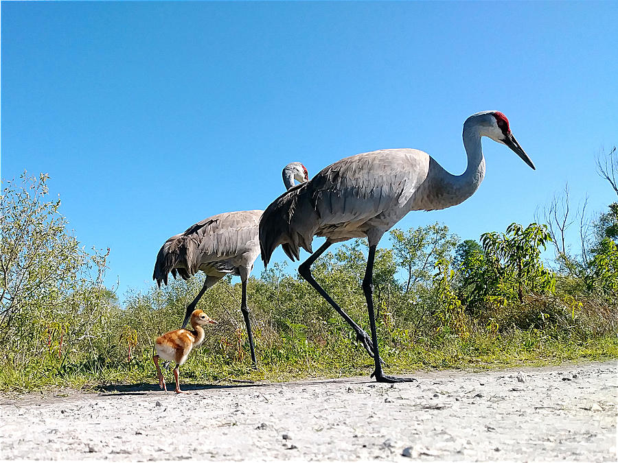 Sandhill Crane By Camera Phone 000 Photograph by Christopher Mercer