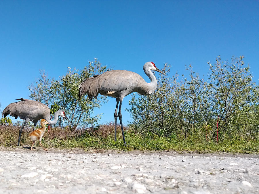 Sandhill Crane by Camera Phone Photograph by Christopher Mercer