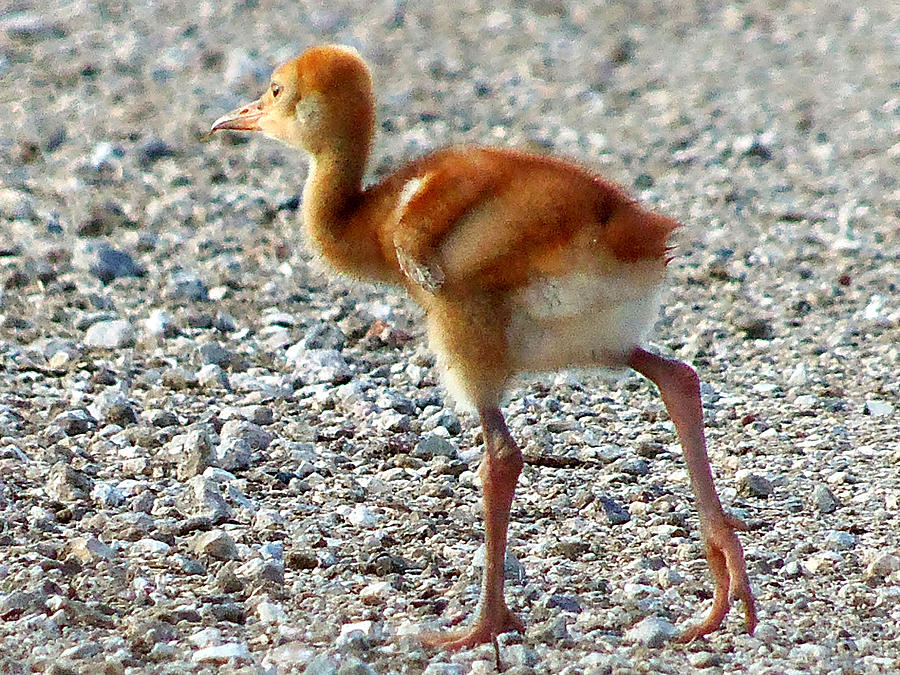 Sandhill Crane Chick 003 Photograph by Christopher Mercer
