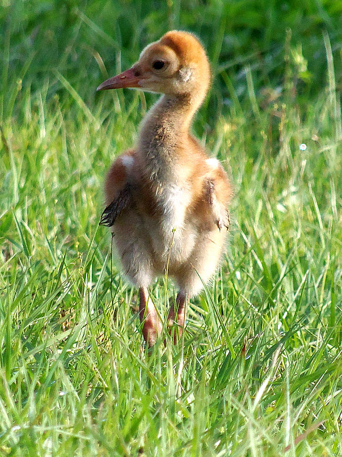 Sandhill Crane Chick 085  Photograph by Christopher Mercer