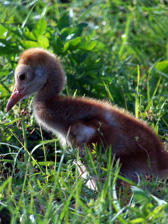 Sandhill Crane Chick 087  Photograph by Christopher Mercer