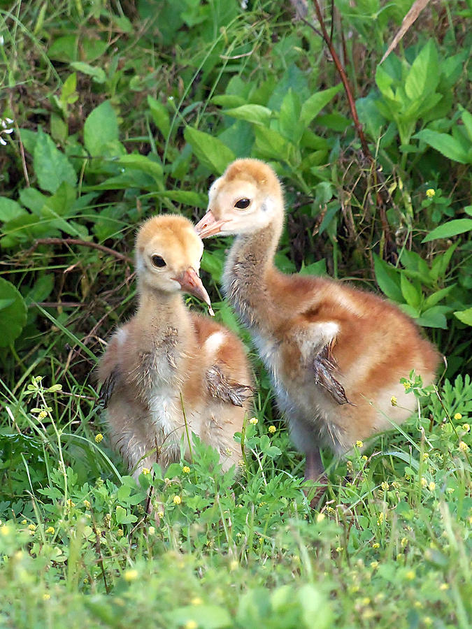 Sandhill Crane Chicks 001 Photograph by Christopher Mercer