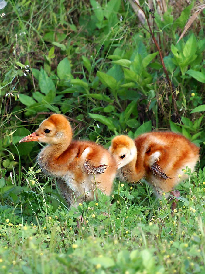 Sandhill Crane Chicks 002 Photograph by Christopher Mercer