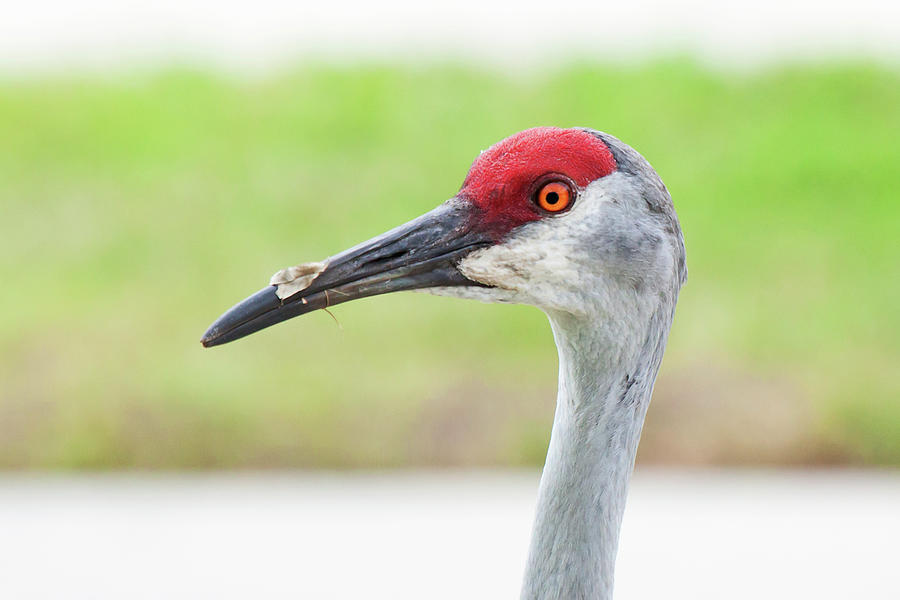 Sandhill Crane Closeup Photograph By Christina Carlson - Pixels