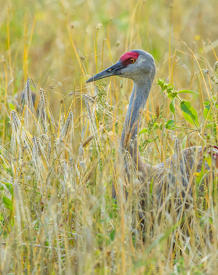 Sandhill Crane CloseUp Photograph by Dee Carpenter - Fine Art America