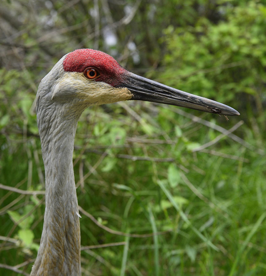 Sandhill Crane Closeup Photograph by William Burgess | Fine Art America