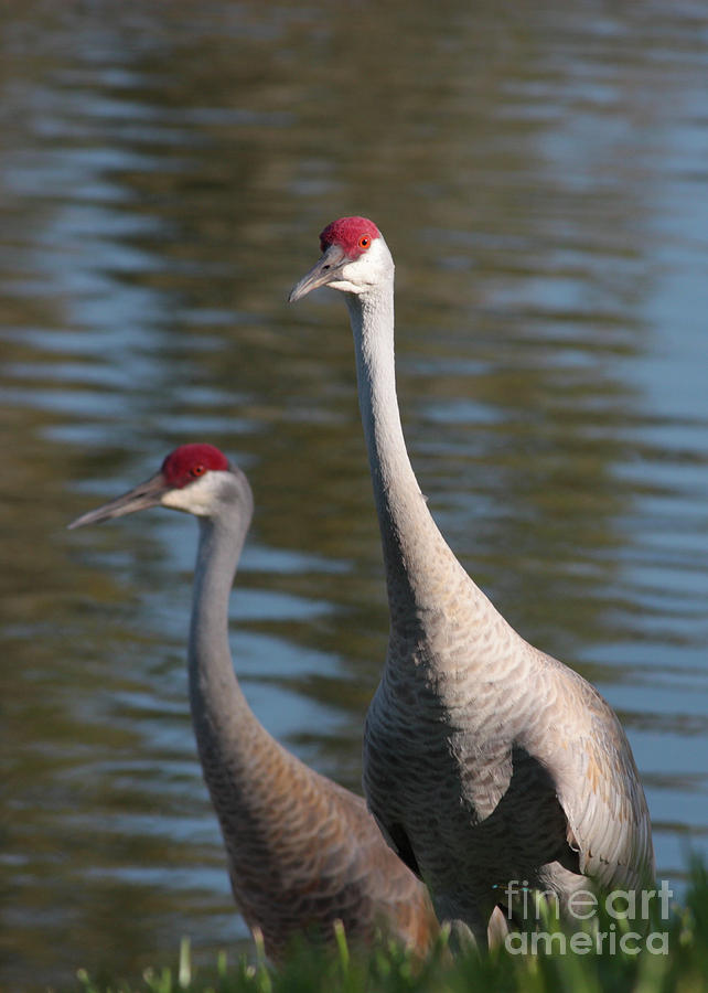 Bird Photograph - Sandhill Crane Couple by the Pond by Carol Groenen