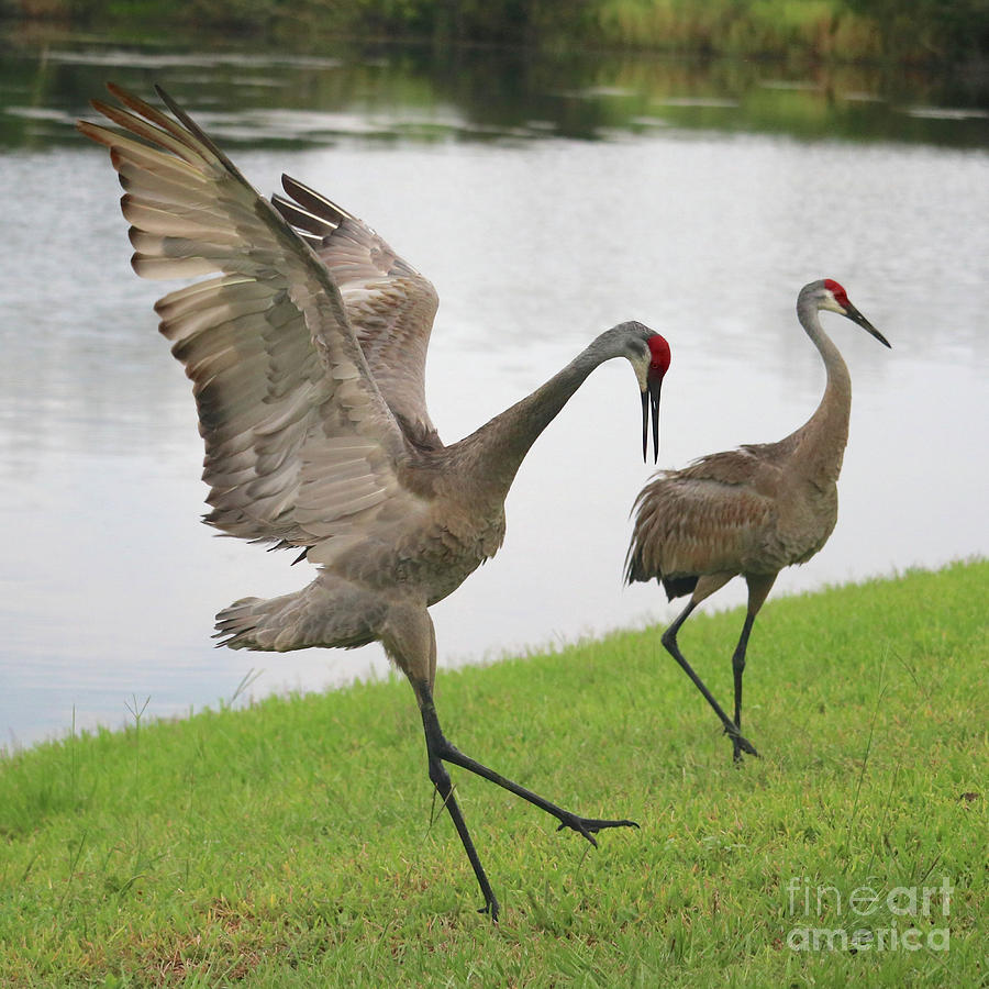 sandhill crane dance