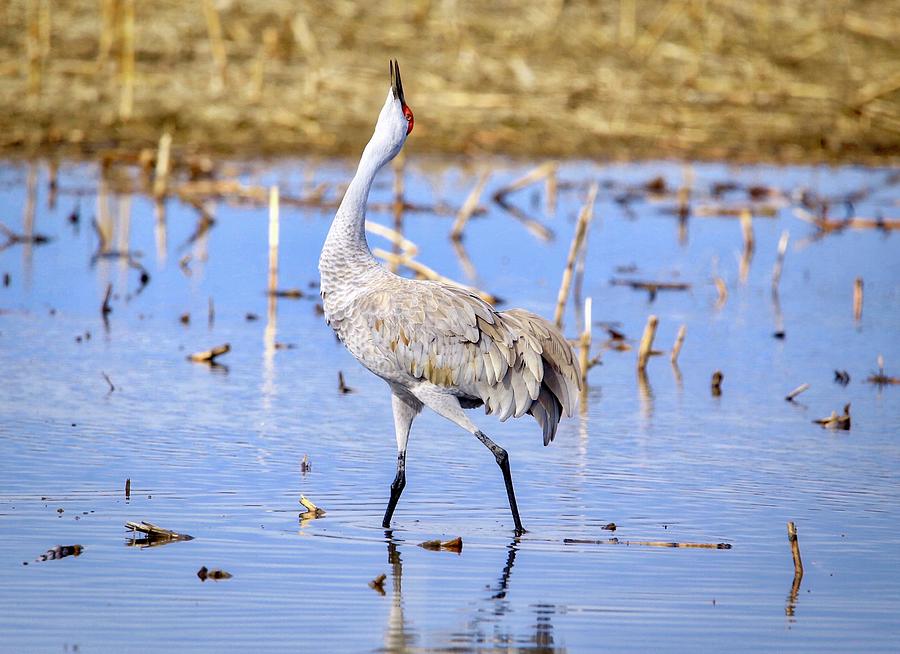 Sandhill crane crooning Photograph by Lynn Hopwood