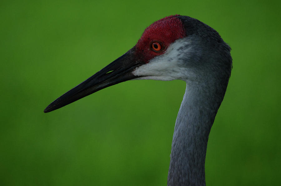 Nature Photograph - Sandhill Crane  by Don Columbus