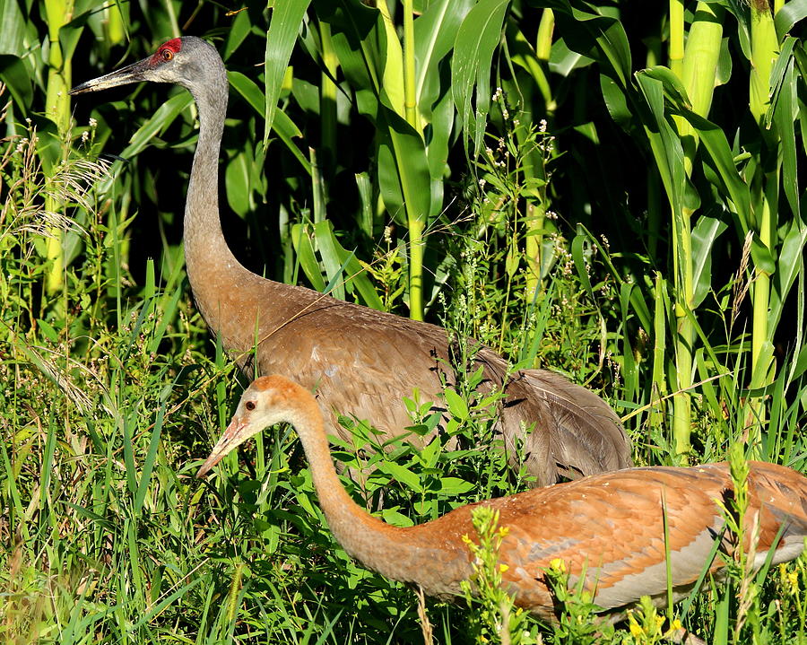 Sandhill Crane Family Photograph by Arvin Miner