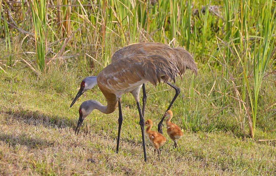 Sandhill Crane family Photograph by Bill Hosford