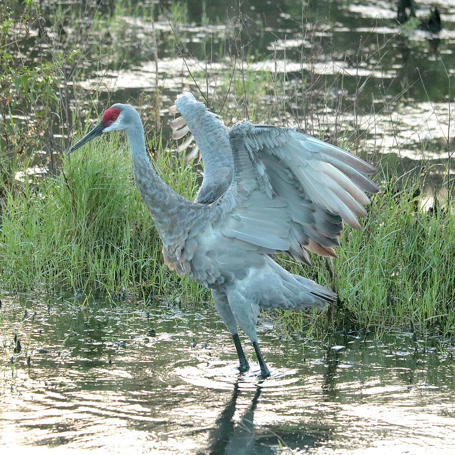 Sandhill Crane Flapping Wings Photograph by Carol Groenen - Fine Art ...