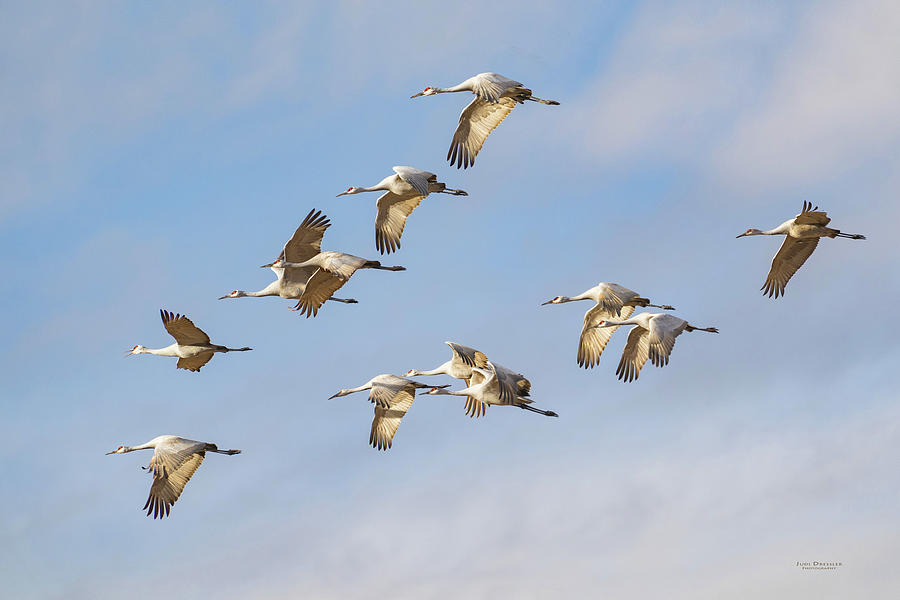 Sandhill Crane Flight Photograph by Judi Dressler