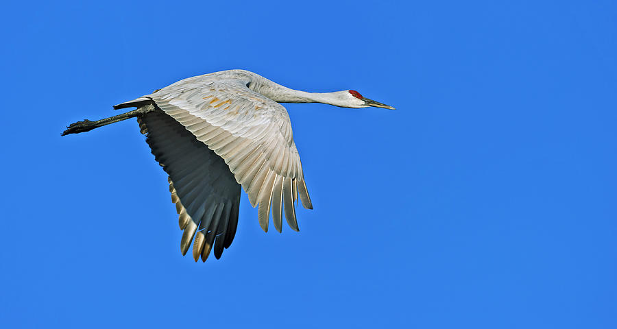 Sandhill Crane Flyby  Photograph by Gary Langley