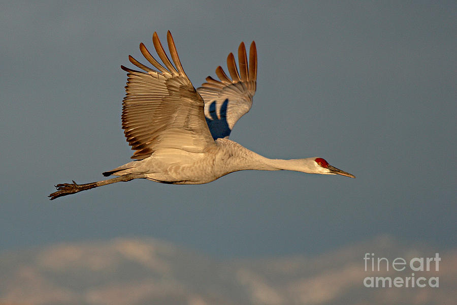 Sandhill Crane Flying Above The Mountains Of New Mexico Photograph by Max Allen