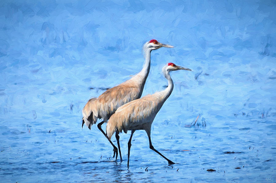 Sandhill Crane Impressions Photograph by Greg Norrell