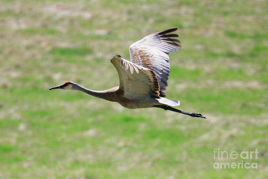 Sandhill Crane in Flight Photograph by Alyce Taylor