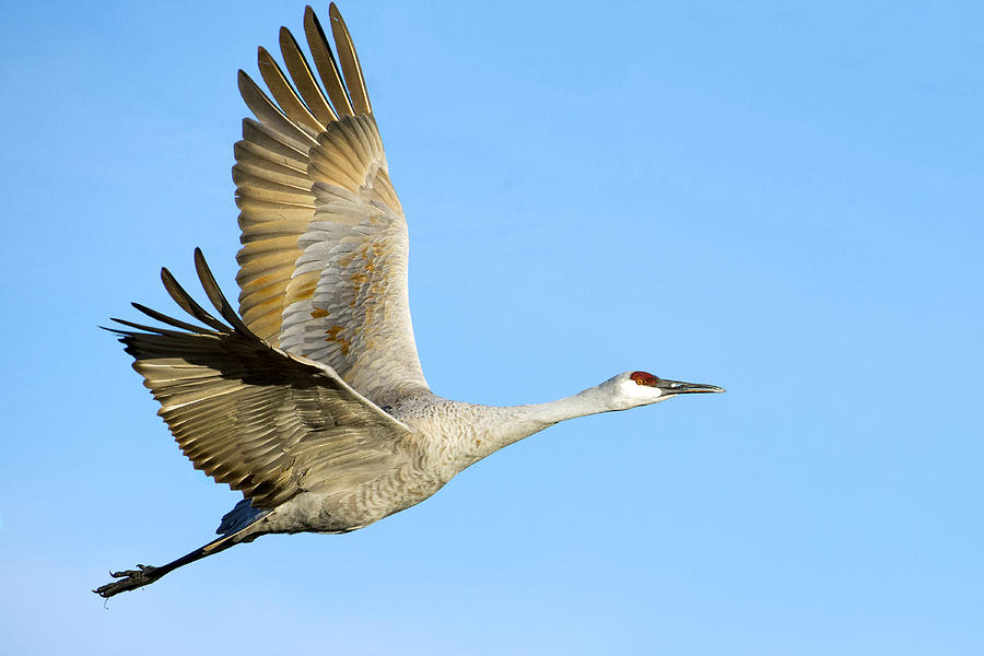 Sandhill Crane in Flight Photograph by Elaine Forsey | Fine Art America