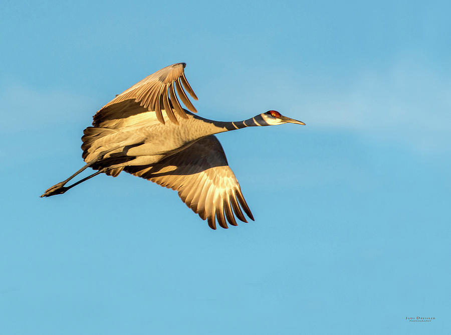 Sandhill Crane in Flight Photograph by Judi Dressler