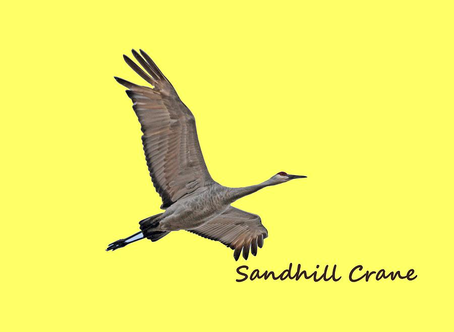 Crane Photograph - Sandhill Crane in Flight by Whispering Peaks Photography