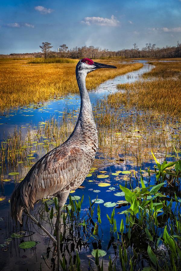 Bird Photograph - Sandhill Crane in the Glades by Debra and Dave Vanderlaan