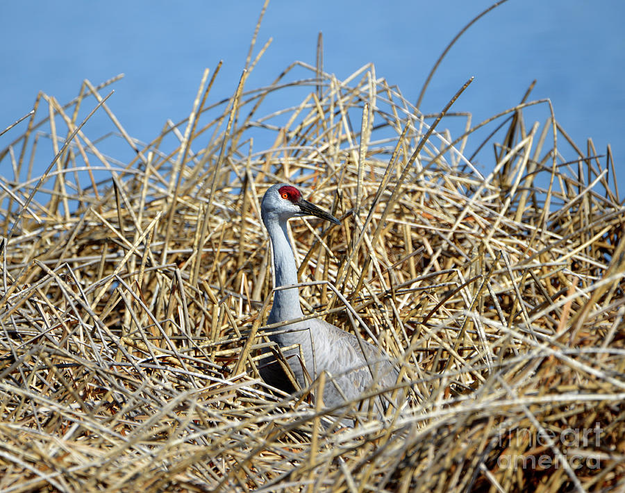 Sandhill Crane in the Reeds Photograph by Denise Bruchman