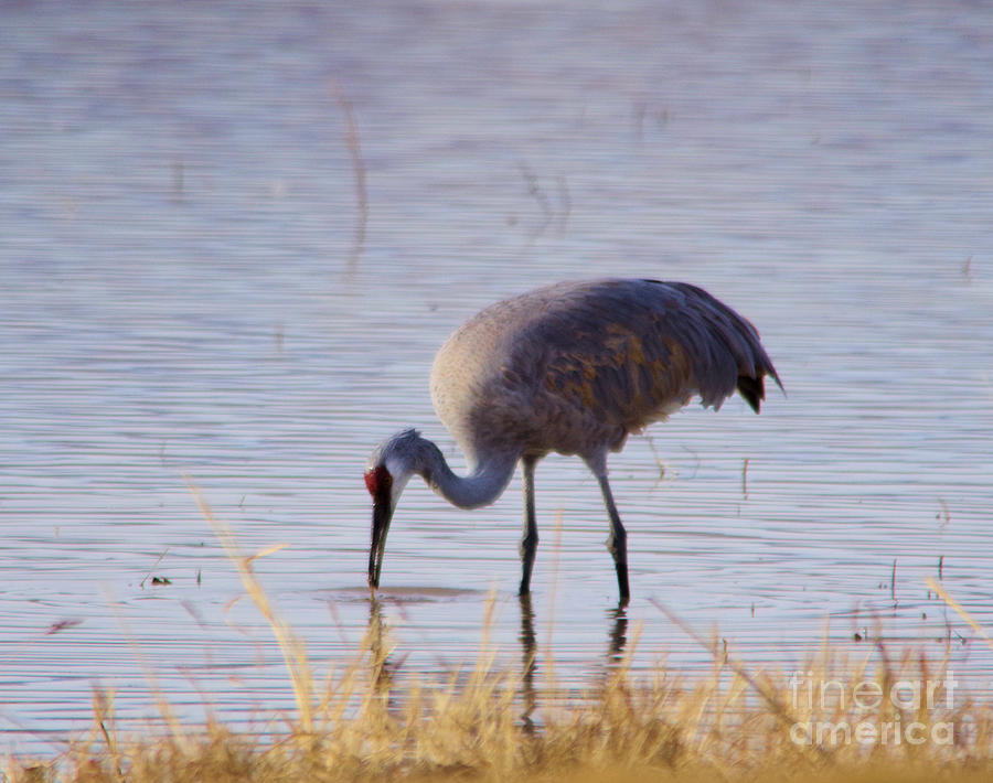 Sandhill crane in the shallows Photograph by Jeff Swan