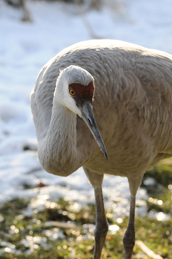 Sandhill Crane in Winter Photograph by Lawrence Christopher