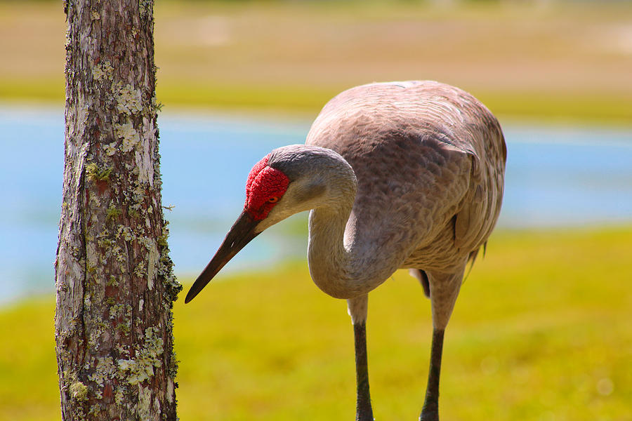 Sandhill Crane Photograph By Jared Sigler Fine Art America