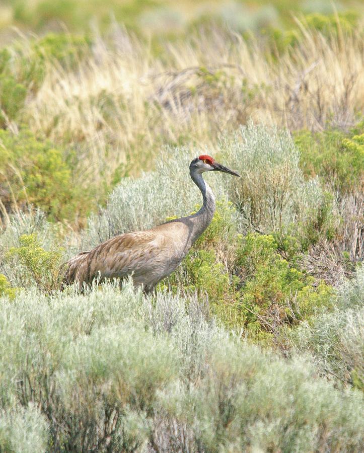 Sandhill Crane Photograph by Karen Jones - Pixels