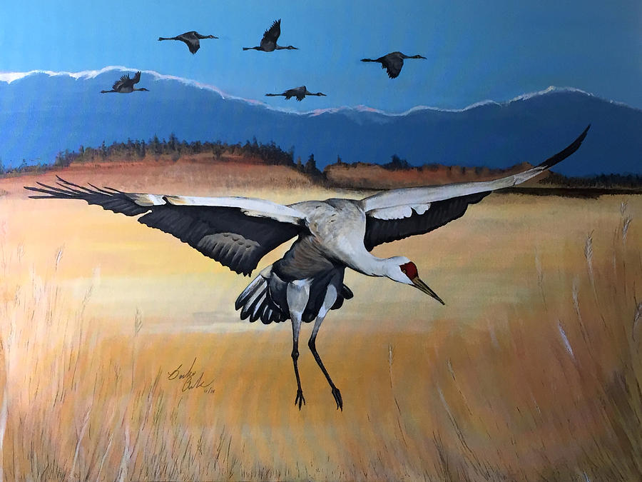 Sandhill Crane landing  Painting by Barbara Andrews