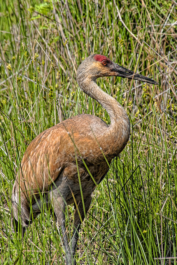 Sandhill Crane-male Photograph by Neil Doren