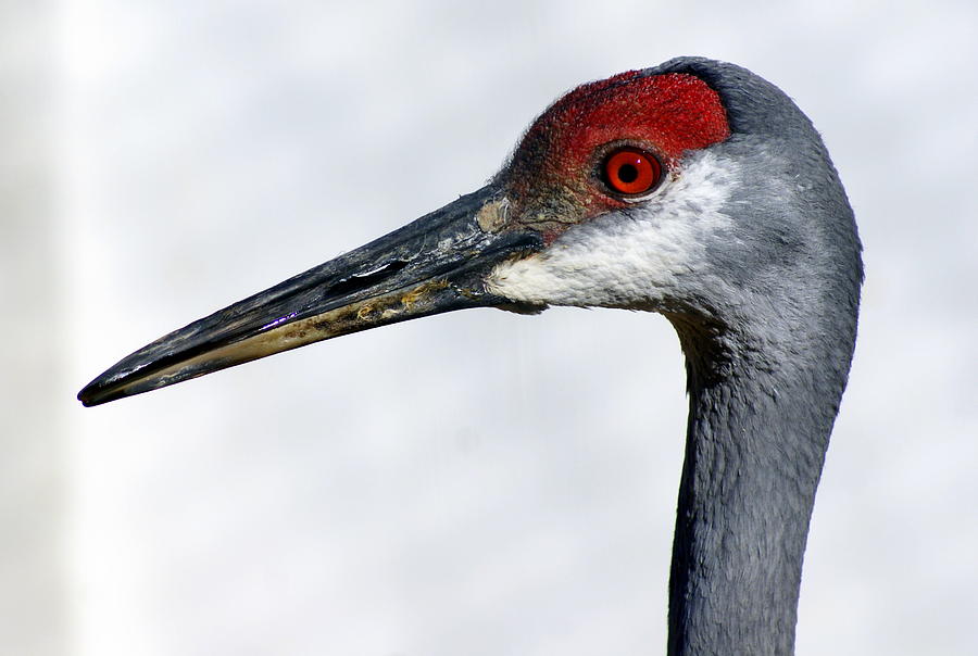 Bird Photograph - Sandhill Crane by Marty Koch