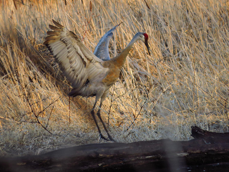 Sandhill Crane Mating Dance Photograph by Deb Fedeler - Fine Art America