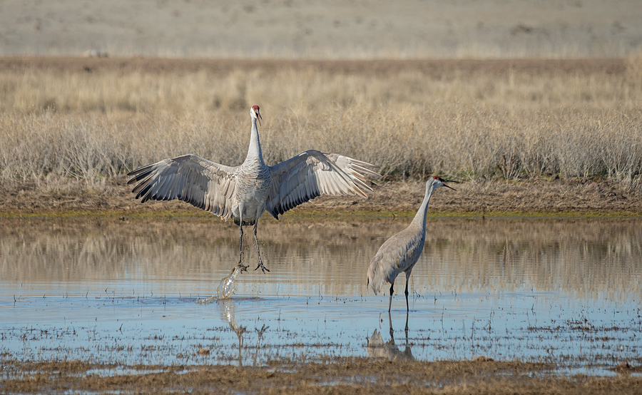 Sandhill Crane Mating Dance Photograph by Loree Johnson