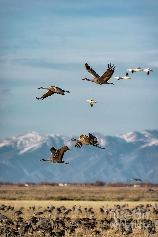 Sandhill Crane Migration by Bitter Buffalo Photography Sandhill Crane Migration by Bitter Buffalo Photography
