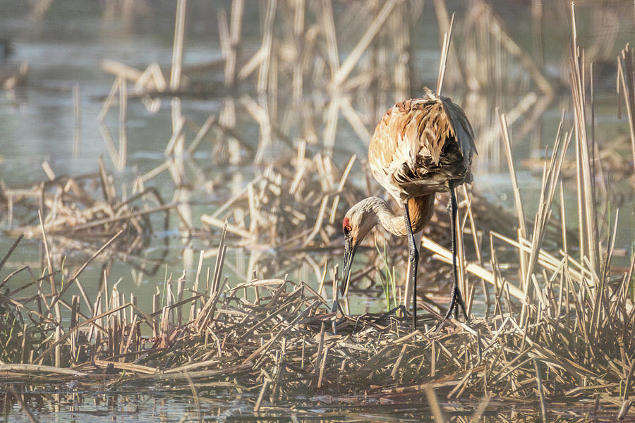 Sandhill Crane - Nesting #5 Photograph by Patti Deters
